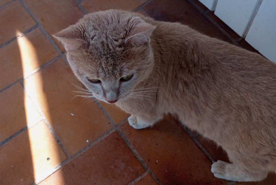Avviso scomparsa Gatto incrocio di razze Maschio , 2 anni Le Cannet-des-Maures Francia