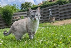 Avviso scomparsa Gatto Maschio , 1 anni Fareins Francia