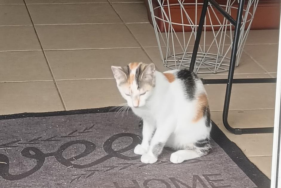 Avviso scomparsa Gatto Femmina , 0 anni Bayonne Francia