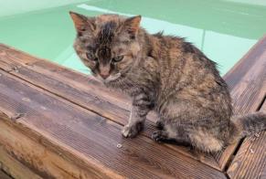 Avviso scomparsa Gatto  Femmina , 18 anni Parempuyre Francia