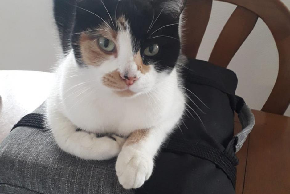 Avviso scomparsa Gatto incrocio di razze Femmina , 4 anni Nevers Francia