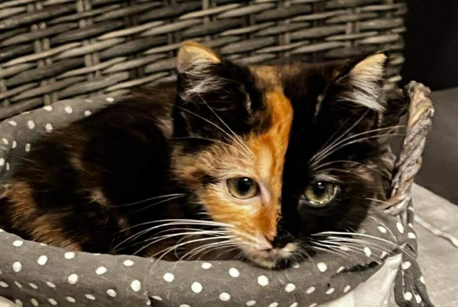 Avviso scomparsa Gatto Femmina , 2 anni Saint-Sauves-d'Auvergne Francia