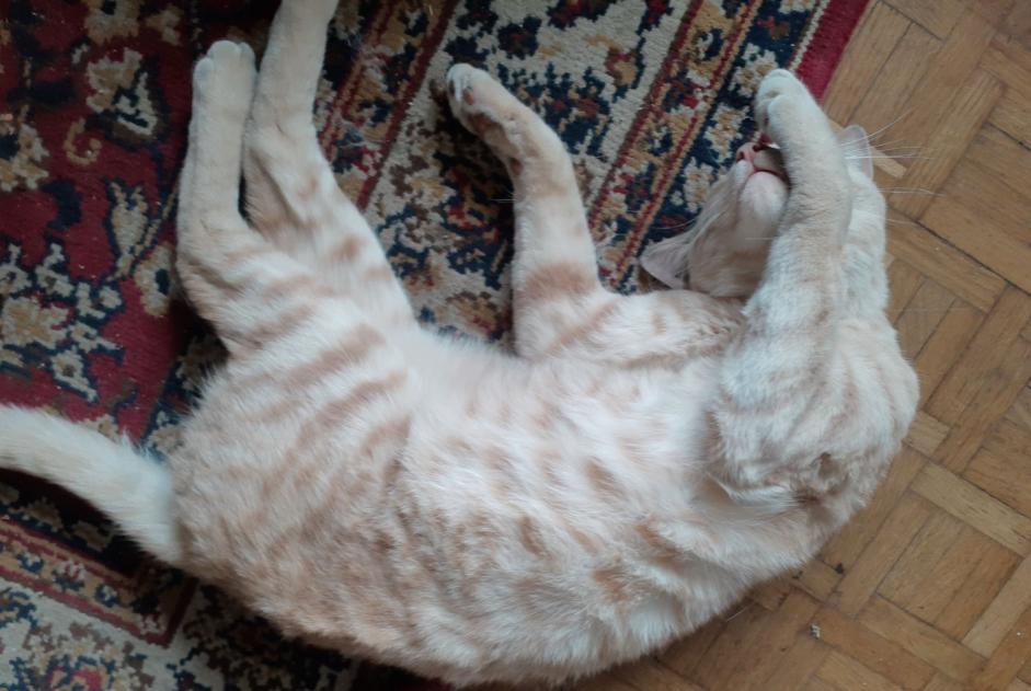 Avviso scomparsa Gatto Maschio , 6 anni Bor-et-Bar Francia