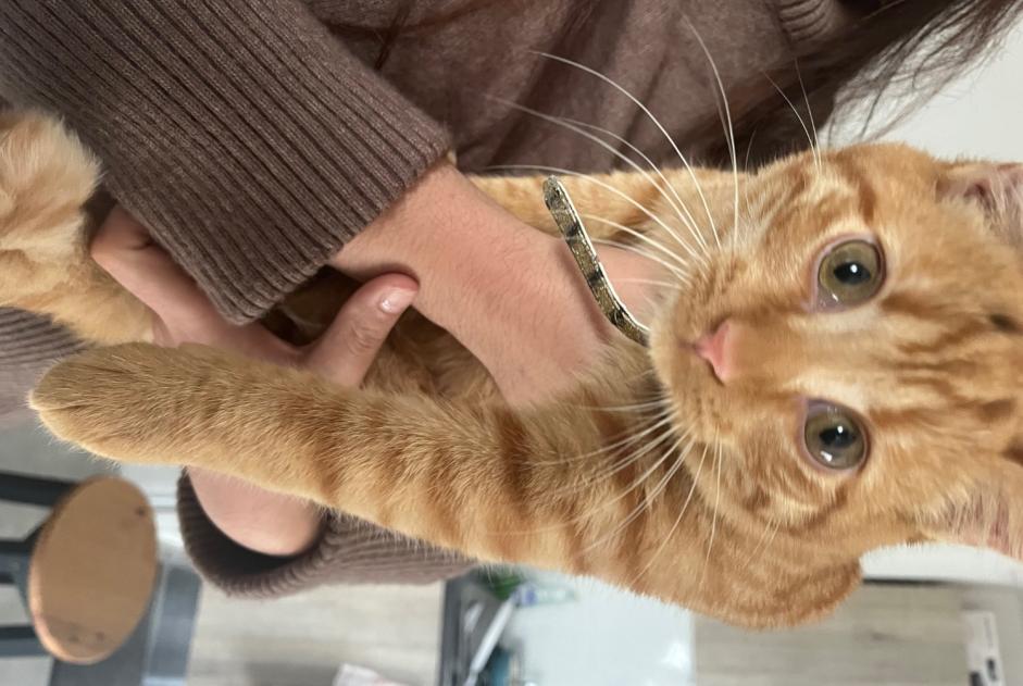 Avviso Ritrovamento Gatto Maschio , Tra 7 e 9 mesi Toulouse Francia