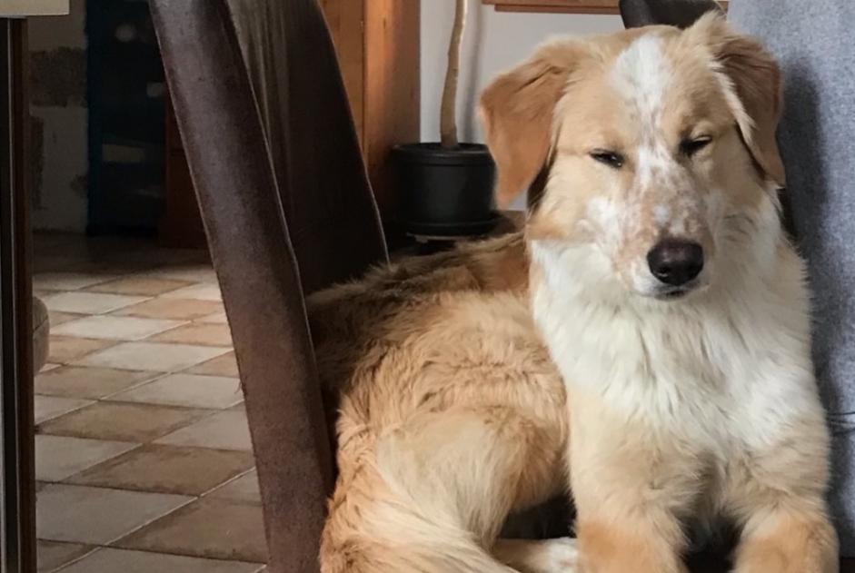 Avviso scomparsa Cane incrocio di razze Femmina , 0 anni Saint-Agrève Francia