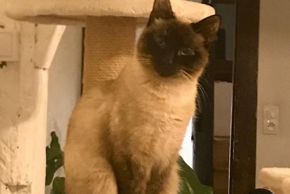 Avviso scomparsa Gatto  Femmina , 2 anni Rouen Francia