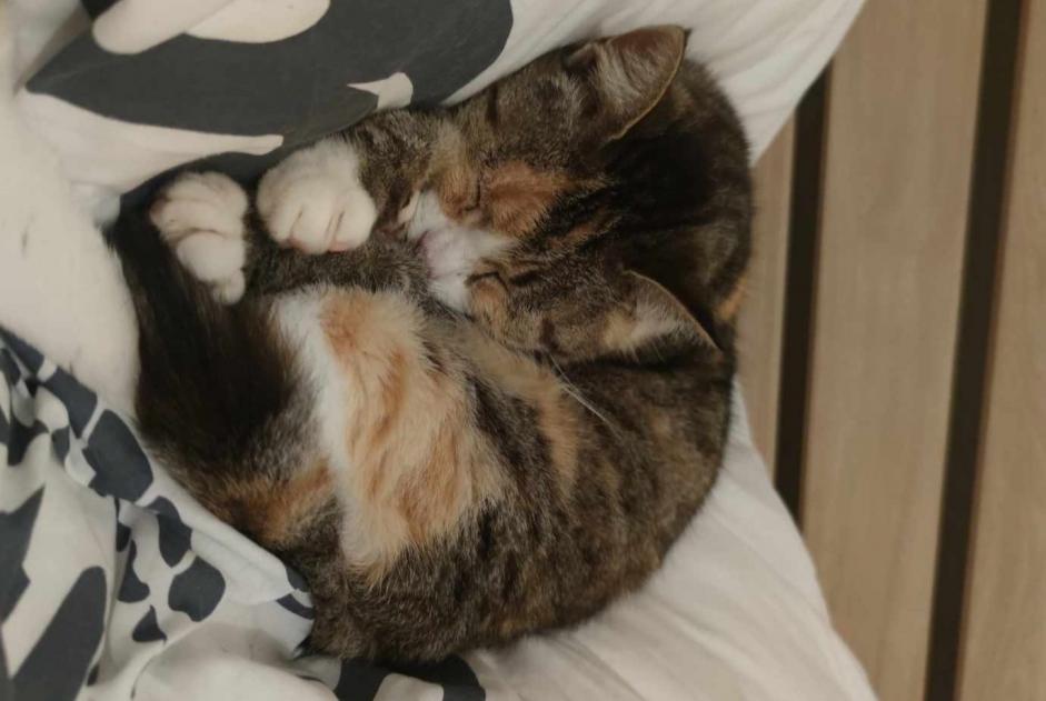 Avviso scomparsa Gatto Femmina , 11 anni L'Hermenault Francia