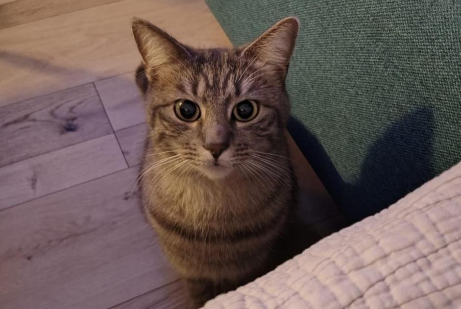 Avviso scomparsa Gatto incrocio di razze Femmina , 3 anni Le Bouscat Francia