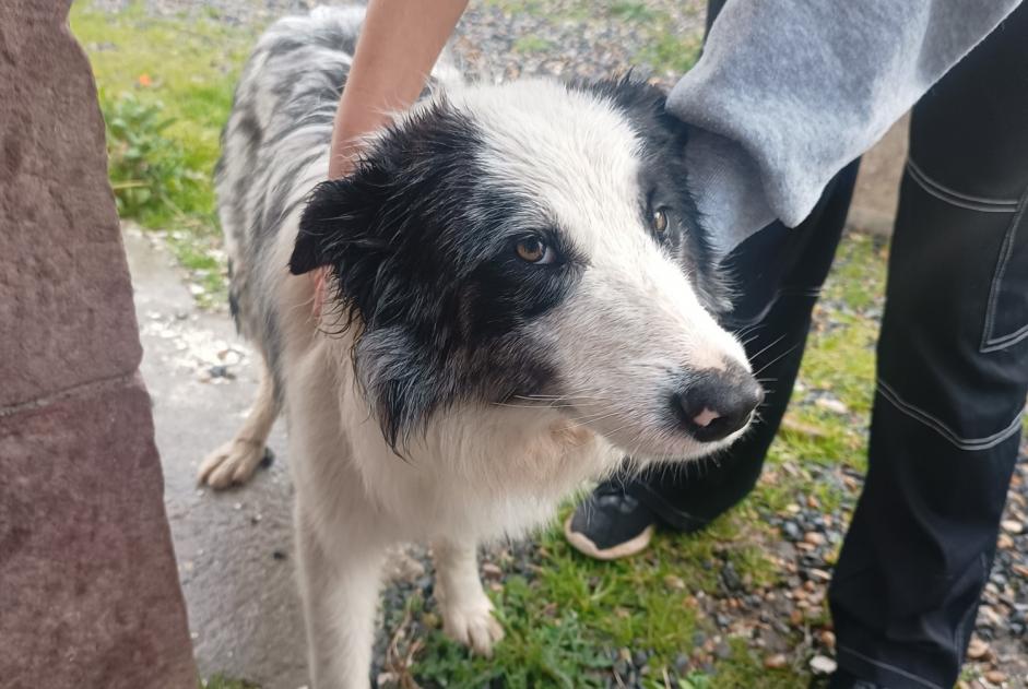 Avviso Ritrovamento Cane  Maschio Ossès Francia