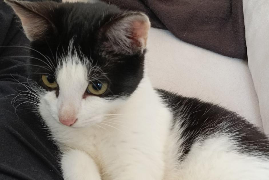 Avviso scomparsa Gatto  Femmina , 1 anni Niort Francia