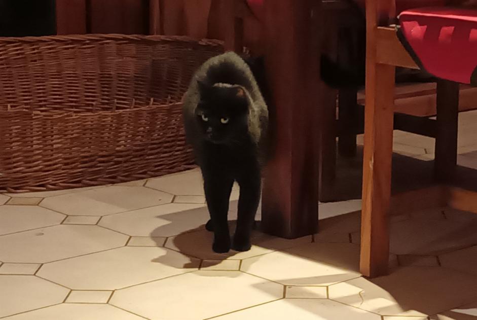 Avviso scomparsa Gatto Femmina , 7 anni Captieux Francia