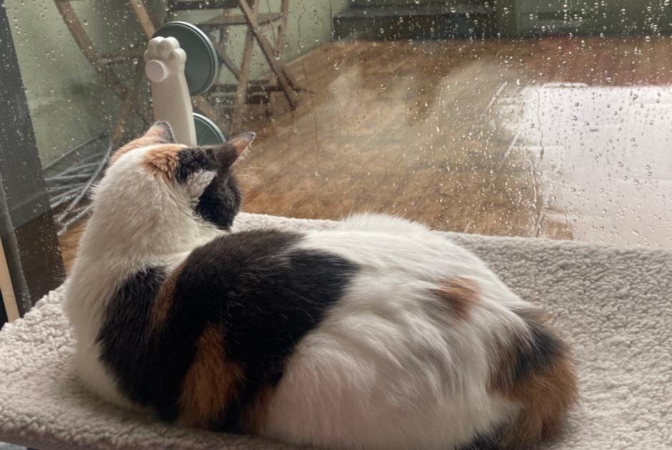 Avviso scomparsa Gatto Femmina , 4 anni Porto Portogallo