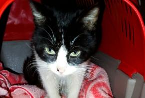 Avviso Ritrovamento Gatto Maschio , Tra 9 e 12 mesi Guia Portogallo
