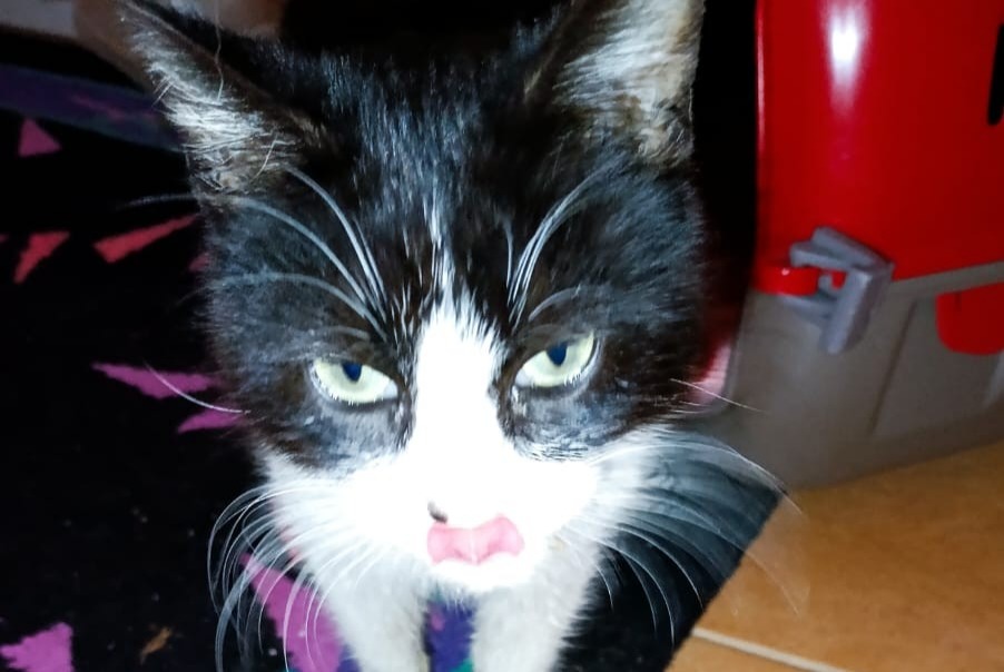 Avviso Ritrovamento Gatto Maschio , Tra 9 e 12 mesi Guia Portogallo