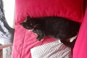 Avviso scomparsa Gatto  Maschio , 2 anni Namur Belgio