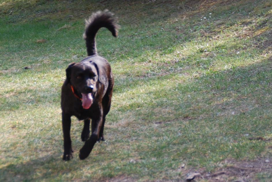 Verdwijningsalarm Hond rassenvermenging Mannetje , 12 jaar Marignane Frankrijk