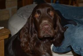 Verdwijningsalarm Hond  Mannetje , 6 jaar Savigny-le-Temple Frankrijk