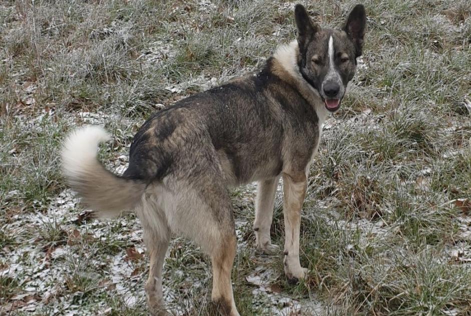 Verdwijningsalarm Hond rassenvermenging Mannetje , 5 jaar Colombies Frankrijk