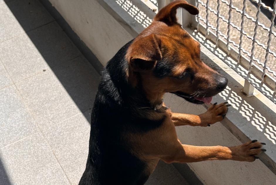 Ontdekkingsalarm Hond Mannetje Cascais Portugal