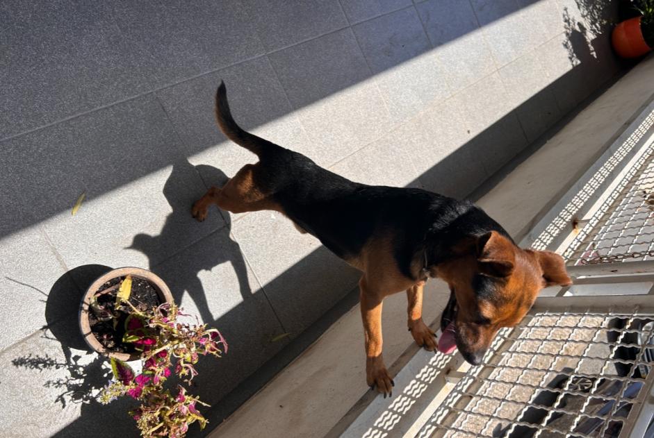 Ontdekkingsalarm Hond Mannetje Cascais Portugal