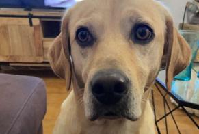 Verdwijningsalarm Hond rassenvermenging Mannetje , 8 jaar São Jorge Portugal