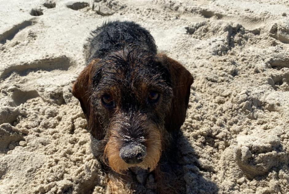 Verdwijningsalarm Hond  Mannetje , 6 jaar Vilarinho Portugal