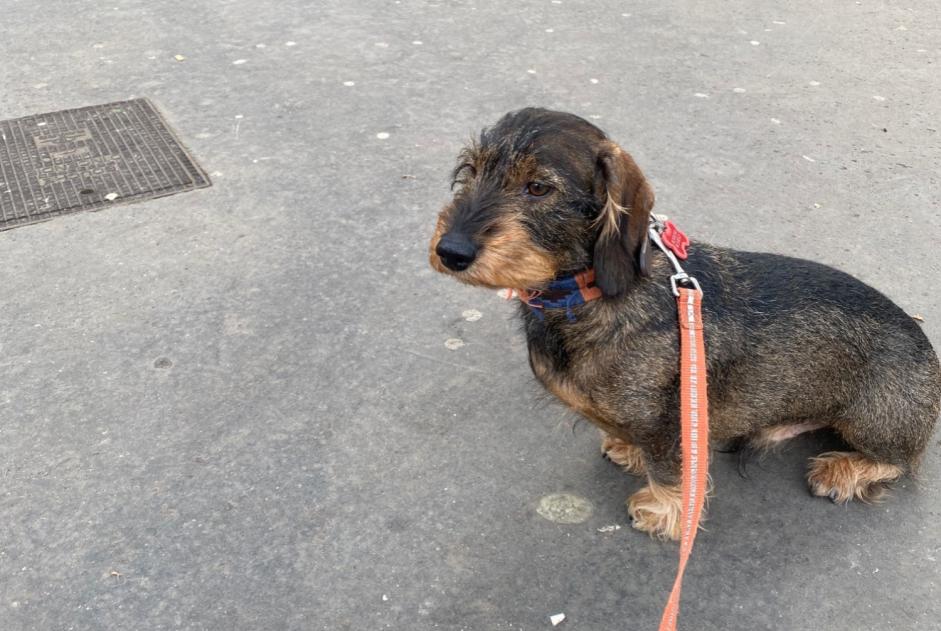 Verdwijningsalarm Hond  Mannetje , 6 jaar Vilarinho Portugal