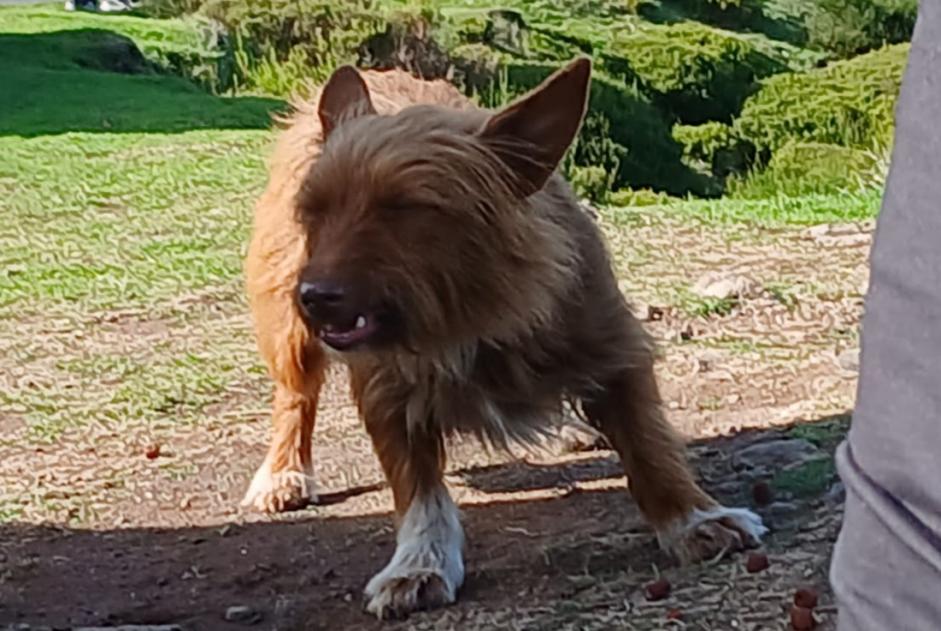 Ontdekkingsalarm Hond rassenvermenging Vrouwtje , 2 jaar Estreito da Calheta Portugal