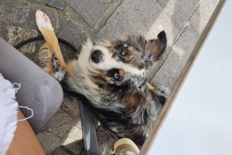 Verdwijningsalarm Hond  Mannetje , 6 jaar Bayonne Frankrijk