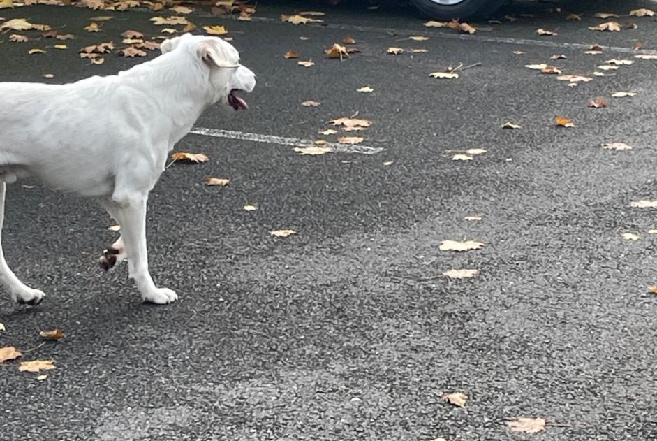 Ontdekkingsalarm Hond  Mannetje Angoulême Frankrijk