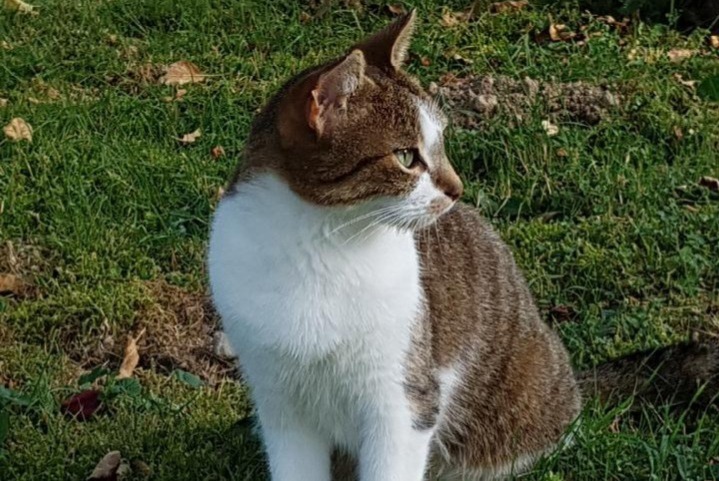 Alerta desaparecimento Gato Fêmea , 11 anos Saint-Genis-Laval France