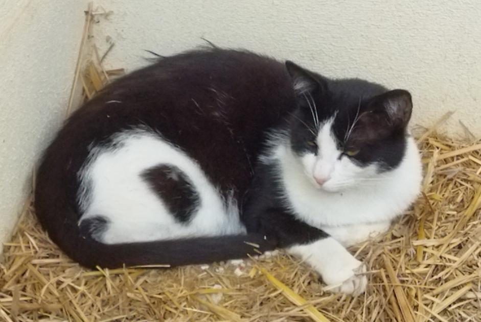 Alerta desaparecimento Gato  Macho , 7 anos La Chapelle France