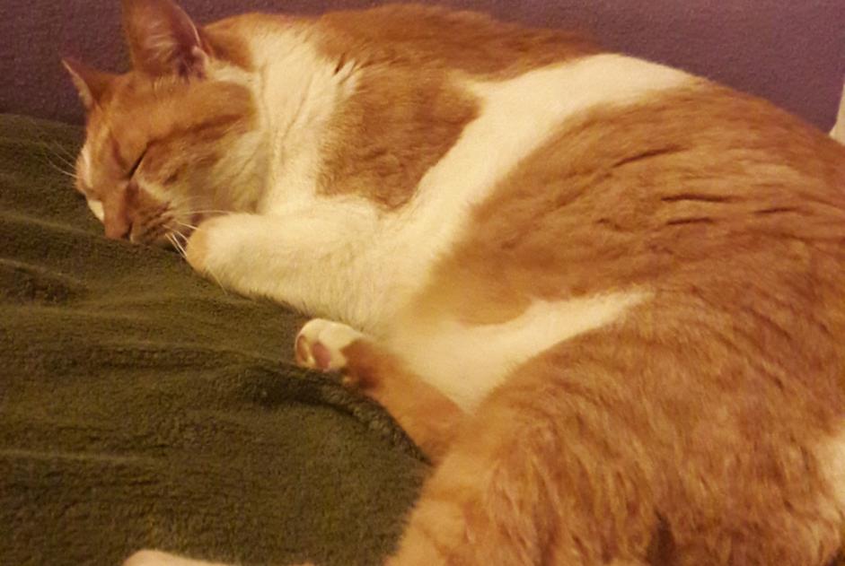 Alerta desaparecimento Gato Macho , 7 anos Albi France