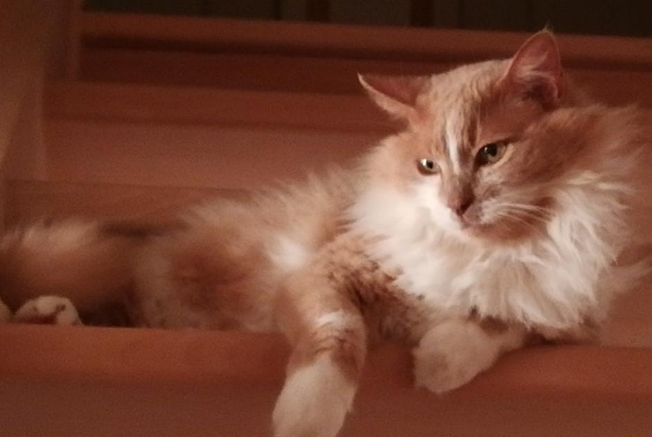 Alerta desaparecimento Gato cruzamento Macho , 13 anos Plescop France