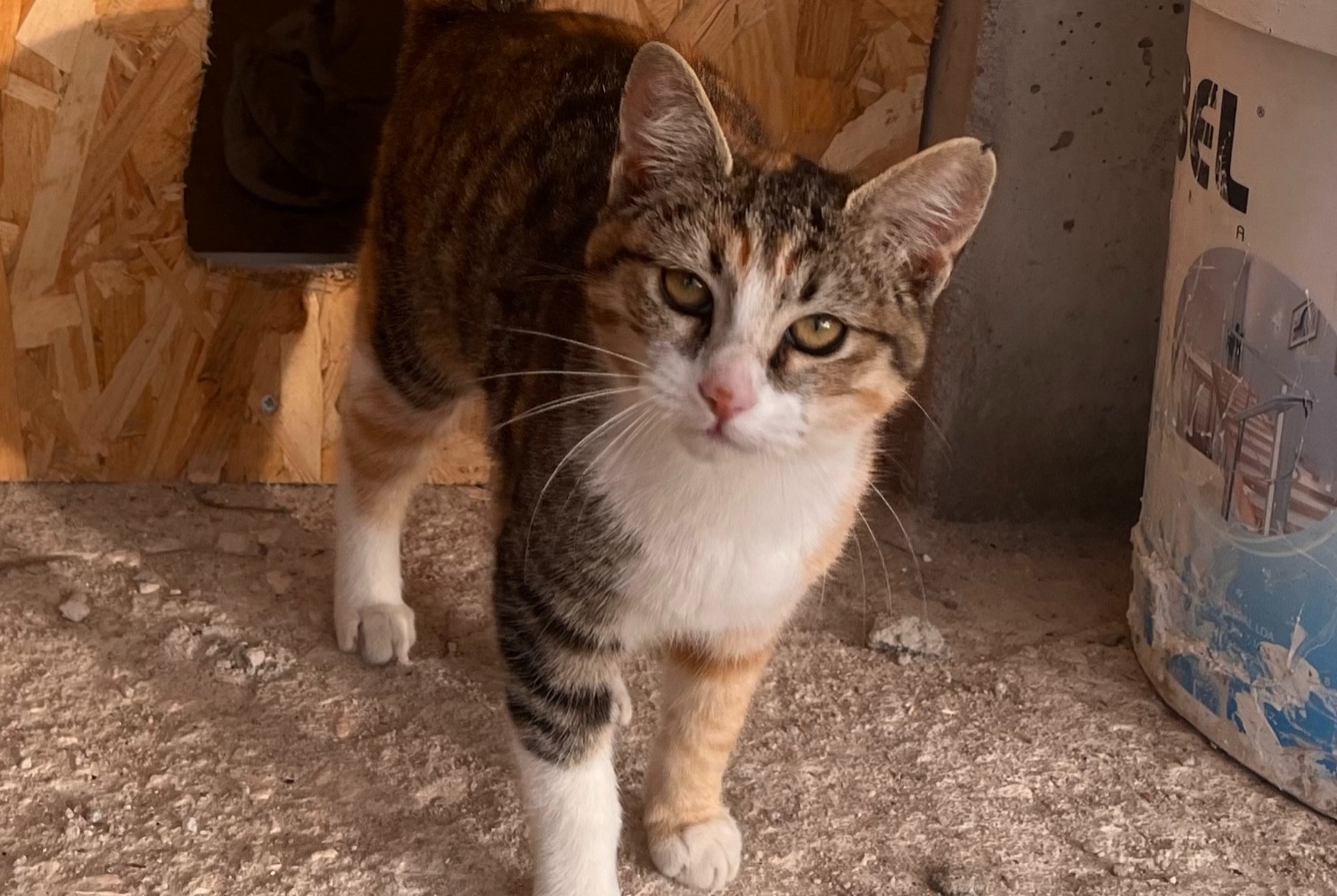 Alerta desaparecimento Gato Fêmea , 1 anos Alcobaça Portugal