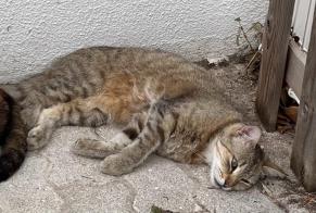 Alerta desaparecimento Gato cruzamento Fêmea , 3 anos São Domingos de Rana Portugal