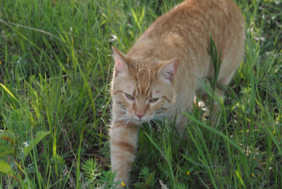 Alerta desaparecimento Gato Macho , 4 anos Le Crest France