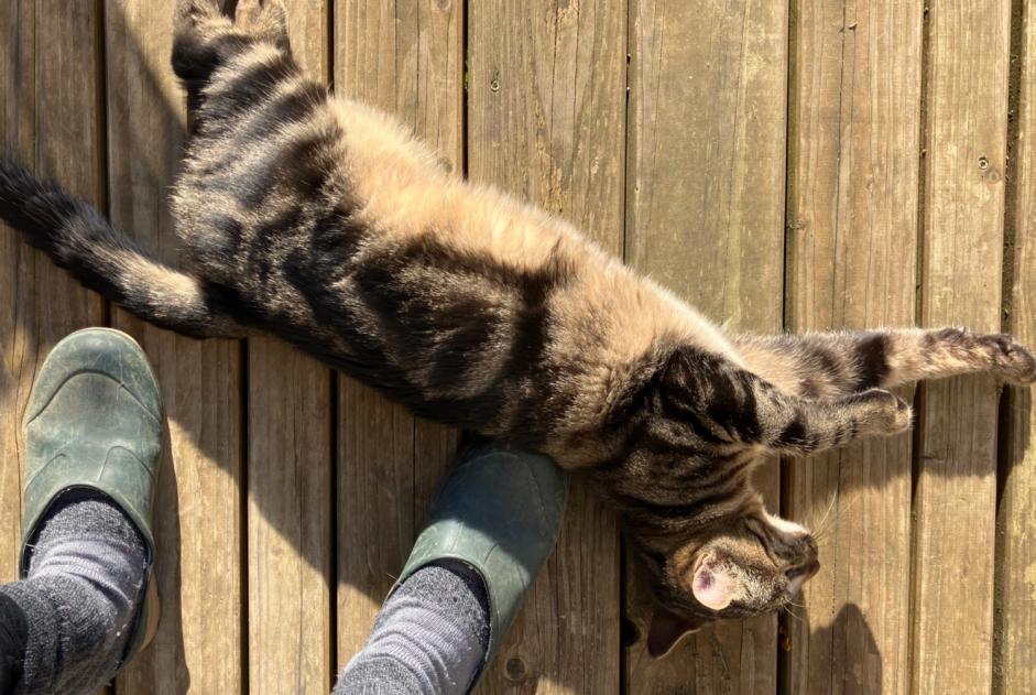 Alerta descoberta Gato cruzamento Macho Saintry-sur-Seine France