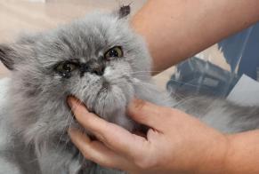 Alerta descoberta Gato  Desconhecido Eysines France