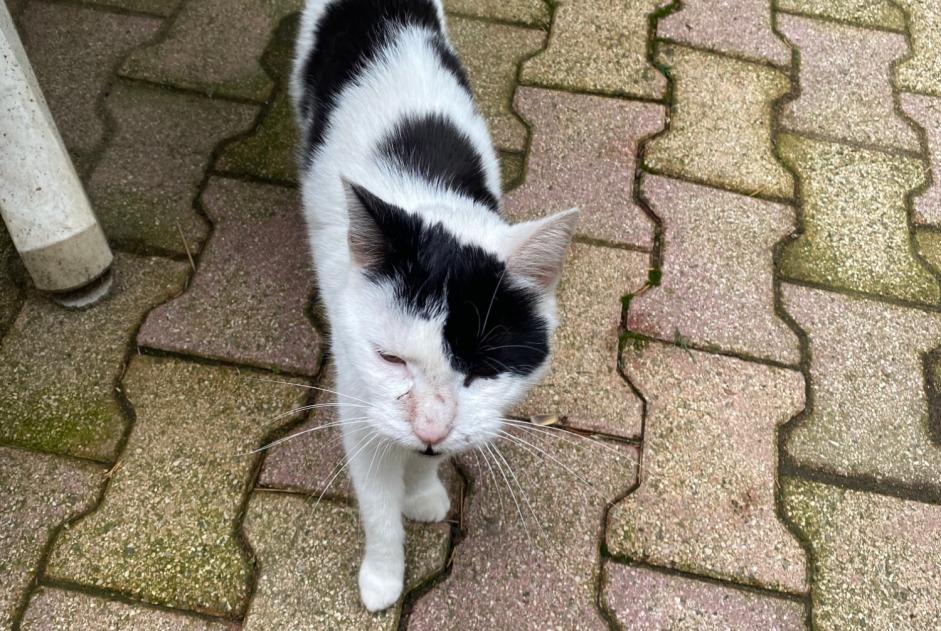 Alerta descoberta Gato Macho Saint-Héand France