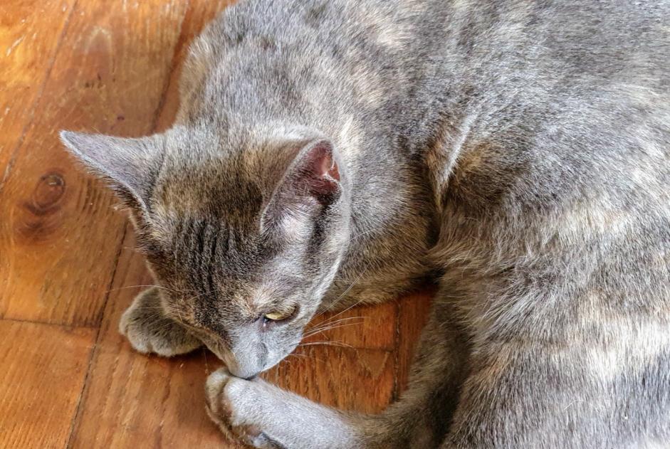 Alerta descoberta Gato cruzamento Fêmea , Entre 4 e 6 meses Chambéry France