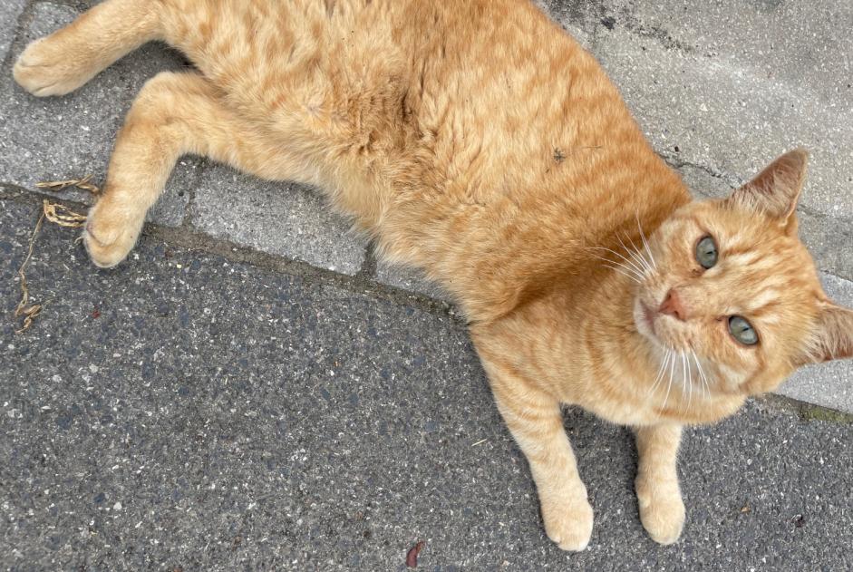 Alerta desaparecimento Gato Macho , 8 anos Busnes France