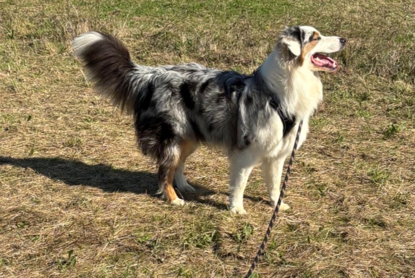 Alerta desaparecimento Cão  Macho , 1 anos Chemillé-en-Anjou France