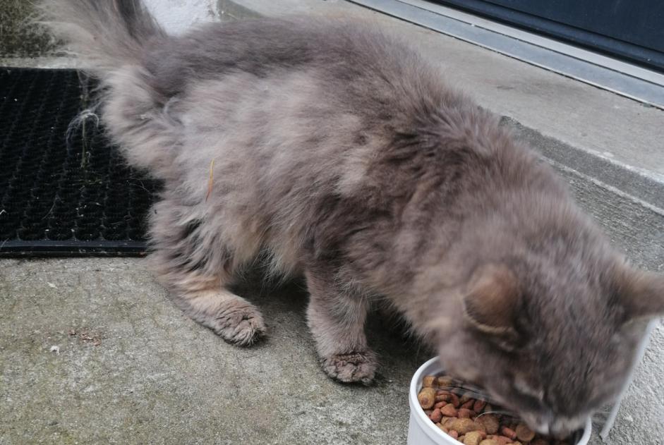 Alerta descoberta Gato cruzamento Fêmea Saint-Denis-en-Val France