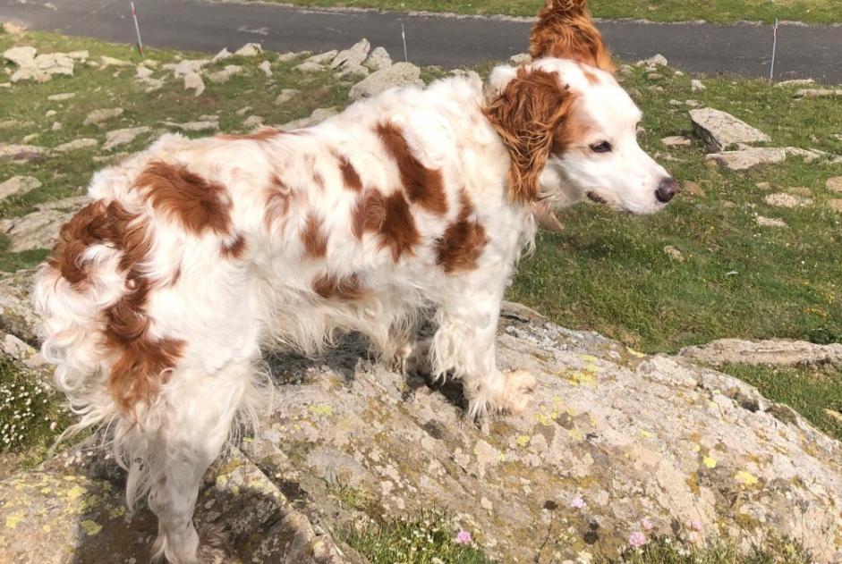 Alerta desaparecimento Cão  Macho , 15 anos Ponteilla France