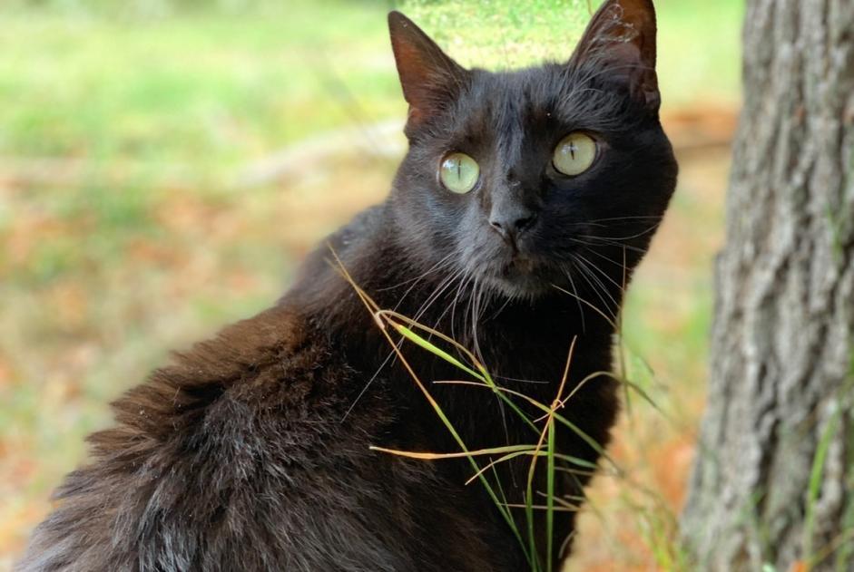 Alerta desaparecimento Gato Macho , 10 anos Bastelicaccia France