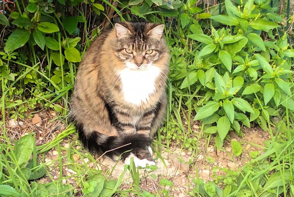 Alerta descoberta Gato Desconhecido Marseille France