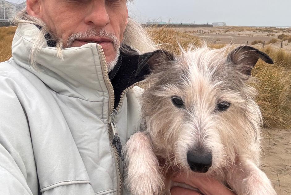 Alerta desaparecimento Cão  Macho , 51 anos PARIS France