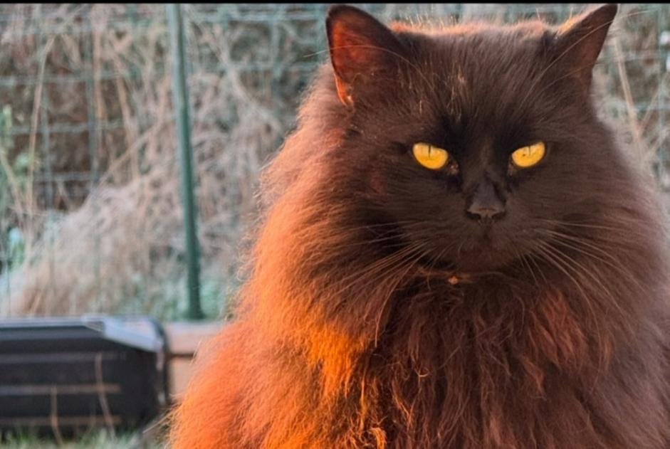 Alerta desaparecimento Gato cruzamento Macho , 9 anos Saint-Gourgon France