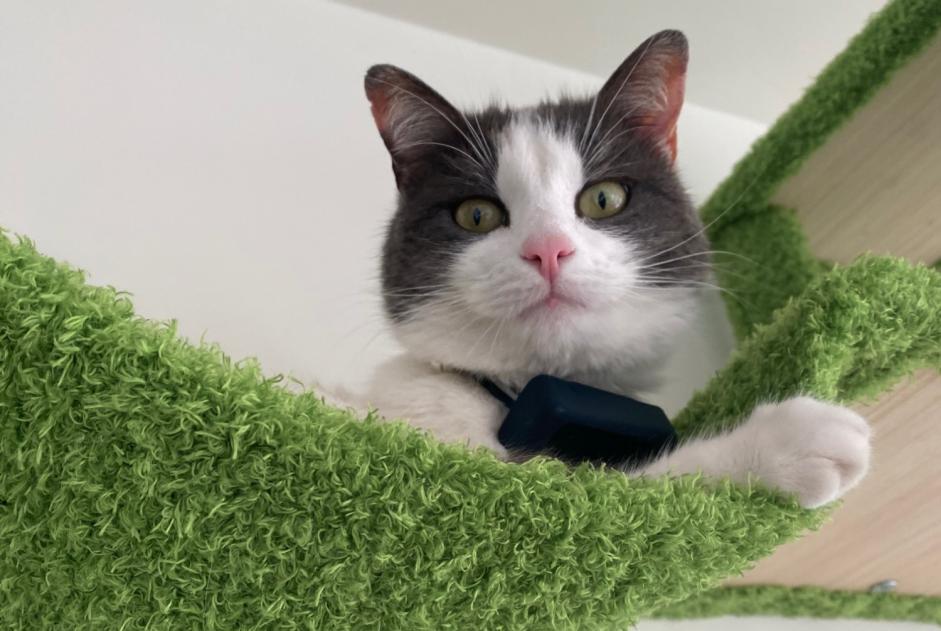 Alerta desaparecimento Gato Fêmea , 4 anos Porto Portugal